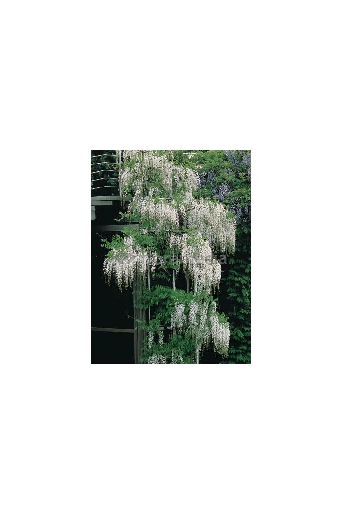 Glicynia chińska (biała) 'Shiro Noda' | Wisteria sinensis