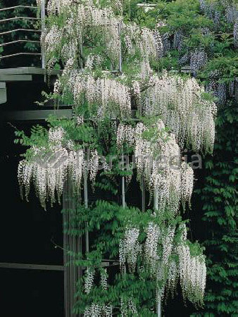 Glicynia chińska (biała) 'Shiro Noda' | Wisteria sinensis