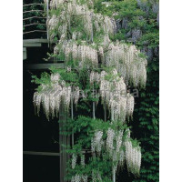 Glicynia chińska (biała) 'Shiro Noda' | Wisteria sinensis