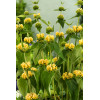 Żeleźniak Russela | Phlomis Russeliana