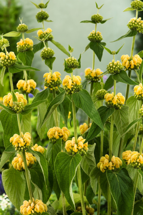 Żeleźniak Russela | Phlomis Russeliana