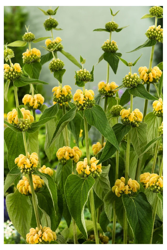Żeleźniak Russela | Phlomis Russeliana