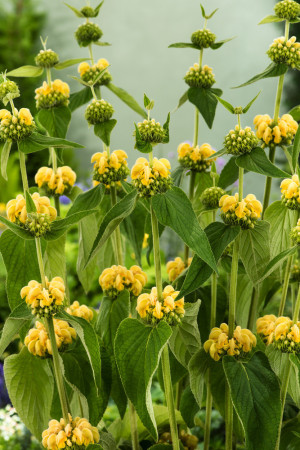 Żeleźniak Russela | Phlomis Russeliana