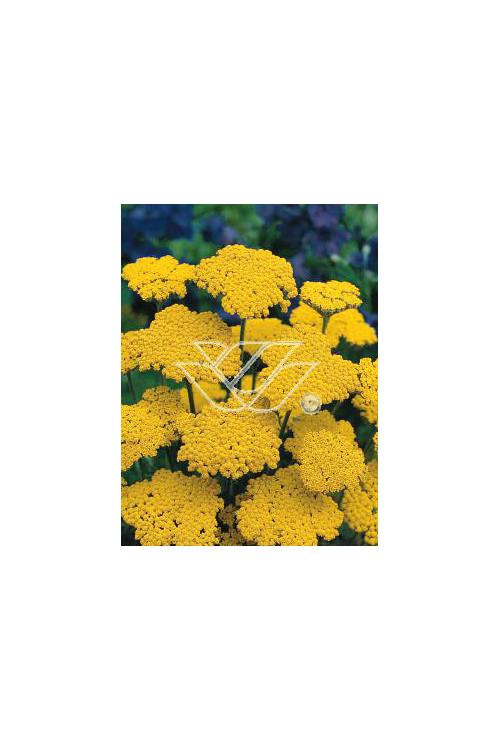 Krwawnik ogrodowy 'Schwellenburg' Achillea millefolia