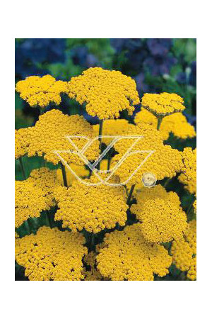 Krwawnik ogrodowy 'Schwellenburg' Achillea millefolia