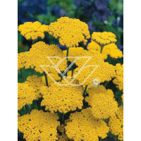 Krwawnik ogrodowy 'Schwellenburg' Achillea millefolia