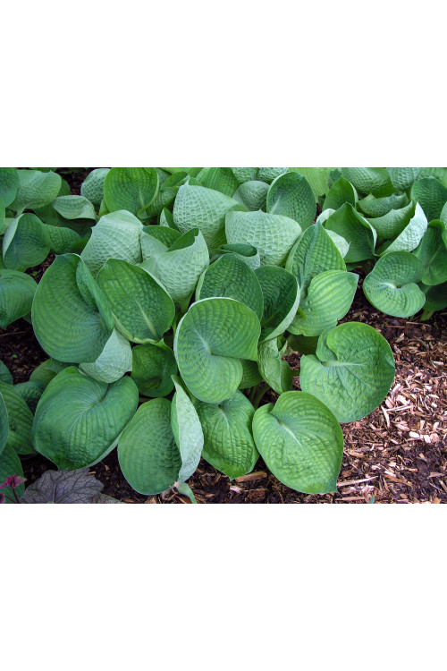 Funkia 'Abiqua Drinking Gourd' Hosta