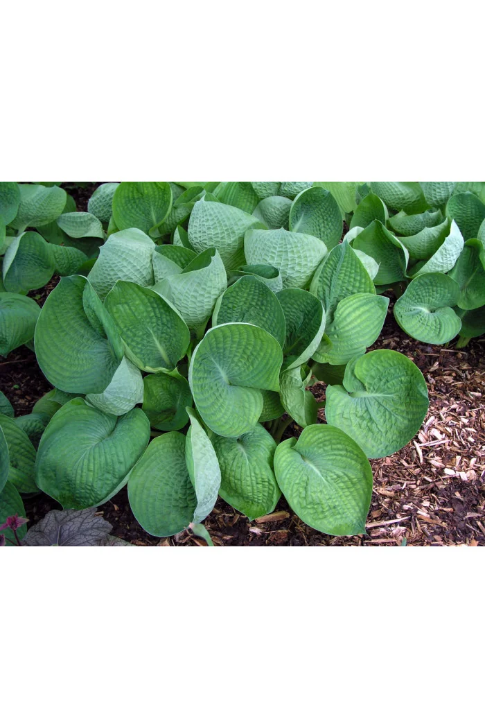 Funkia 'Abiqua Drinking Gourd' Hosta