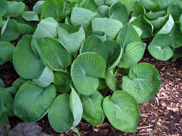 Funkia 'Abiqua Drinking Gourd' Hosta