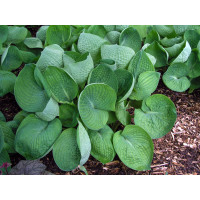 Funkia 'Abiqua Drinking Gourd' Hosta