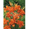 Liliowiec rdzawy 'Kwanso' Hemerocallis fulva