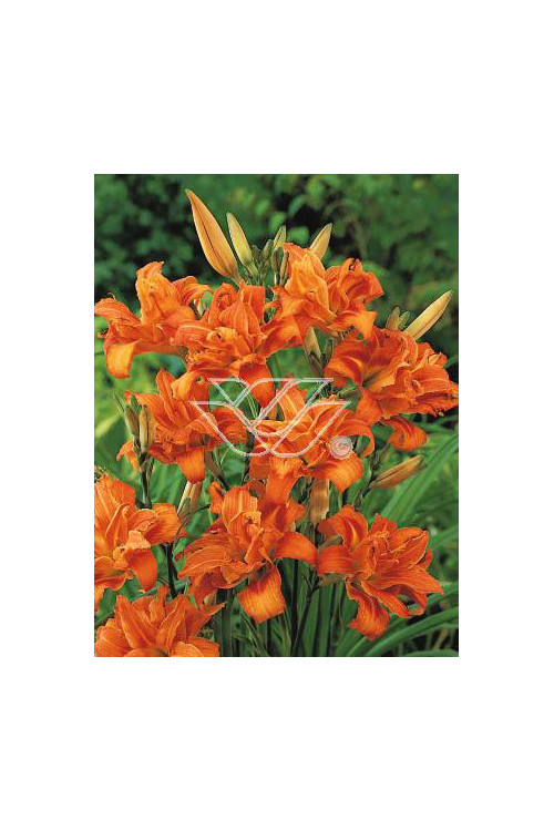 Liliowiec rdzawy 'Kwanso' Hemerocallis fulva