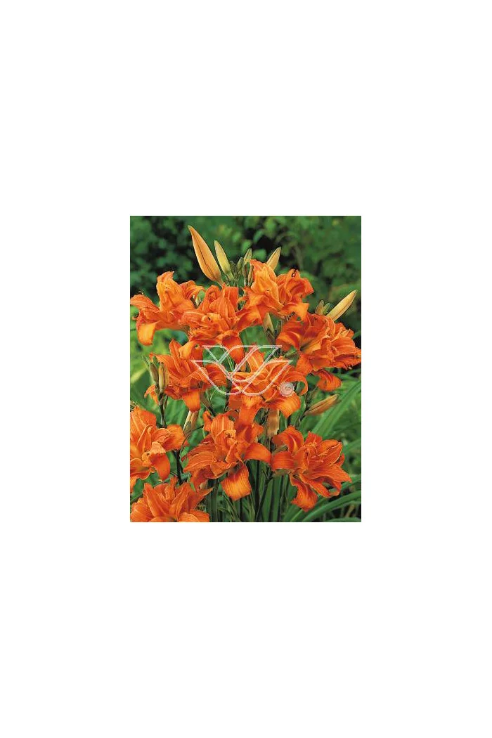 Liliowiec rdzawy 'Kwanso' Hemerocallis fulva