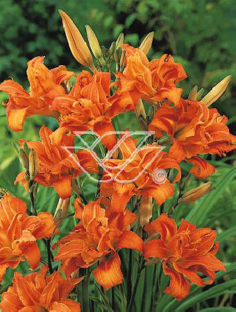 Liliowiec rdzawy 'Kwanso' Hemerocallis fulva