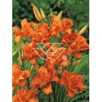 Liliowiec rdzawy 'Kwanso' Hemerocallis fulva