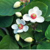 Magnolia Siebolda Magnolia sieboldii