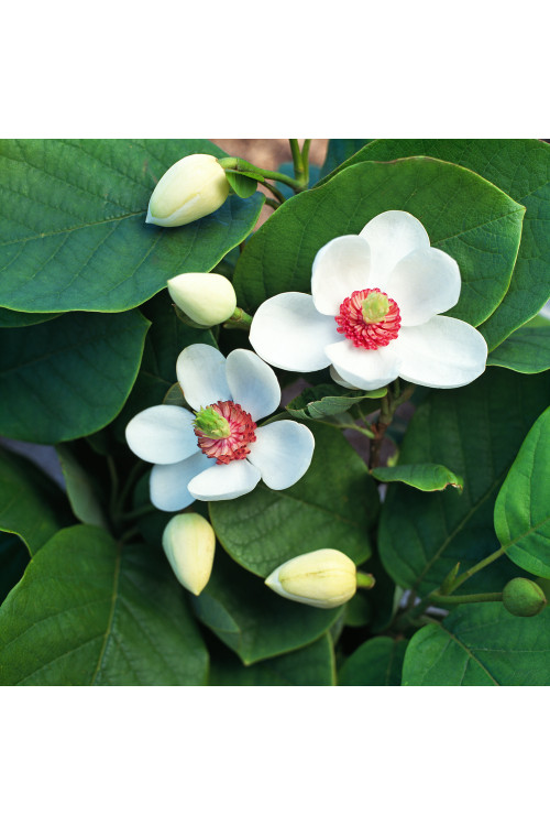 Magnolia Siebolda Magnolia sieboldii