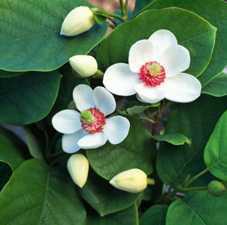 Magnolia Siebolda Magnolia sieboldii