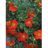 Pięciornik krzewiasty 'Marian Red Robin' Potentilla fruticosa