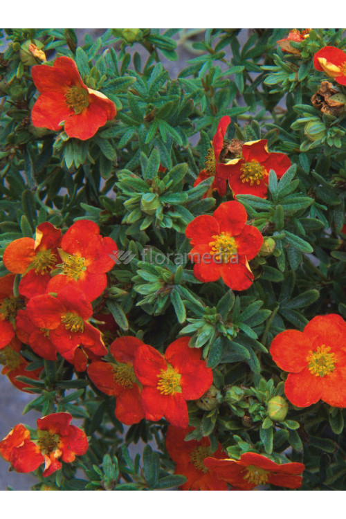Pięciornik krzewiasty 'Marian Red Robin' Potentilla fruticosa