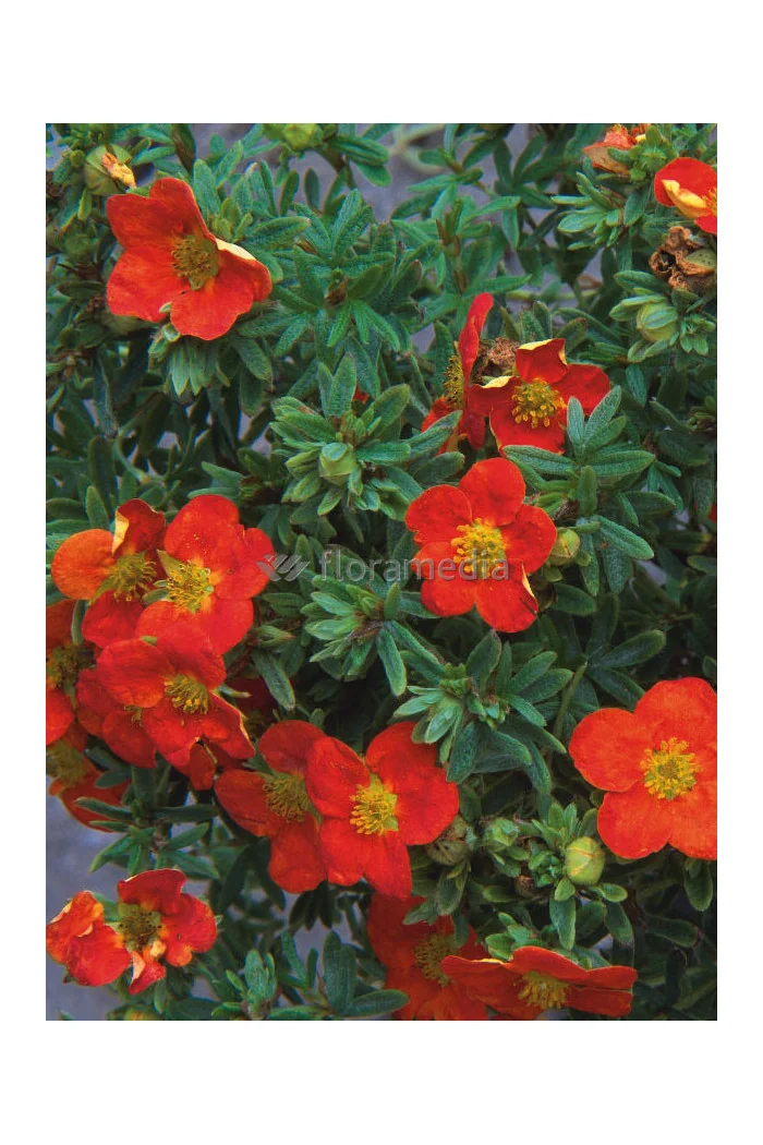 Pięciornik krzewiasty 'Marian Red Robin' Potentilla fruticosa