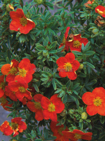Pięciornik krzewiasty 'Marian Red Robin' Potentilla fruticosa