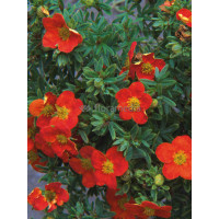 Pięciornik krzewiasty 'Marian Red Robin' Potentilla fruticosa