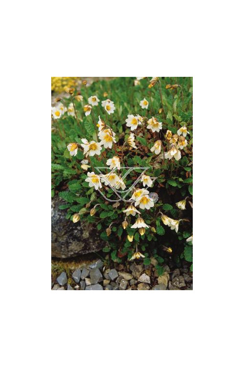 Dębik ośmiopłatkowy Dryas