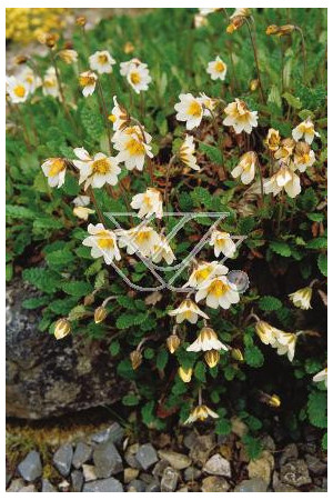 Dębik ośmiopłatkowy Dryas