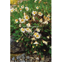 Dębik ośmiopłatkowy Dryas