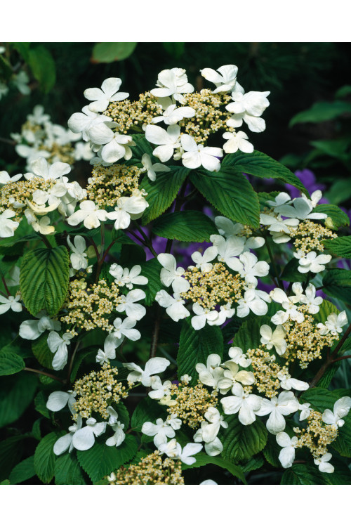 Kalina pagodowa 'St. Keverne' | Viburnum plicatum