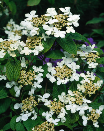 Kalina pagodowa 'St. Keverne' | Viburnum plicatum