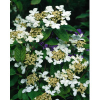 Kalina pagodowa 'St. Keverne' | Viburnum plicatum
