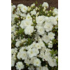 Azalia japońska 'Schneeperle' | Azalea japonica