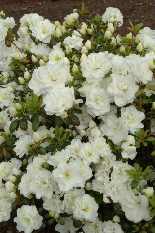 Azalia japońska 'Schneeperle' | Azalea japonica