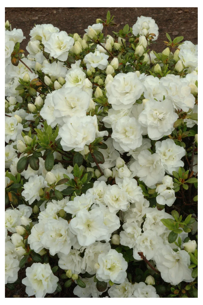 Azalia japońska 'Schneeperle' | Azalea japonica