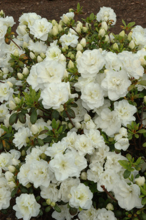 Azalia japońska 'Schneeperle' | Azalea japonica