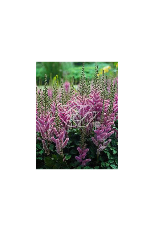 tawułka, tawułka chińska, astilbe