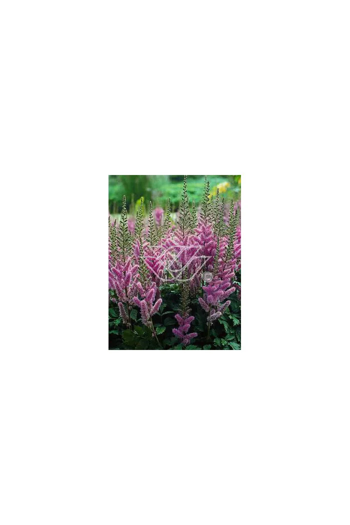 tawułka, tawułka chińska, astilbe