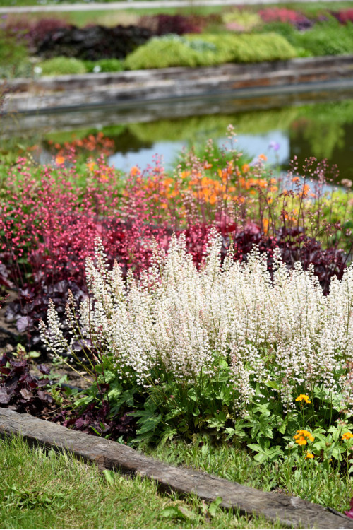 Żuraweczka 'White Revolution' | Heucherella