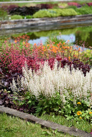 Żuraweczka 'White Revolution' | Heucherella