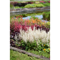 Żuraweczka 'White Revolution' | Heucherella