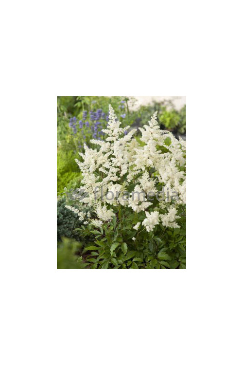 tawułka, tawułka arendsa, astilbe, astilbe arendsii, tawułka białą, tawułka Deutschland