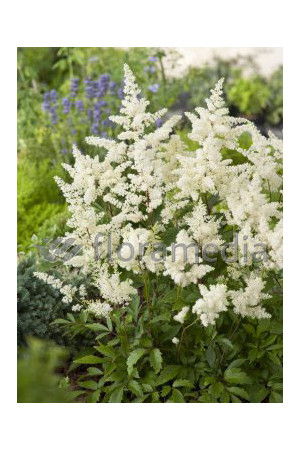 tawułka, tawułka arendsa, astilbe, astilbe arendsii, tawułka białą, tawułka Deutschland