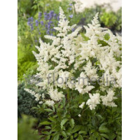 tawułka, tawułka arendsa, astilbe, astilbe arendsii, tawułka białą, tawułka Deutschland