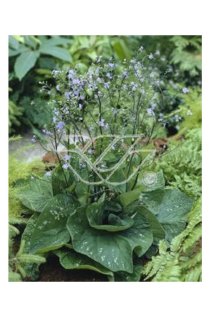 Brunnera 'Langtrees' Brunnera