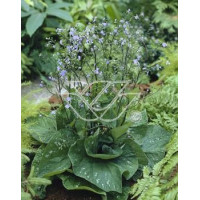 Brunnera 'Langtrees' Brunnera