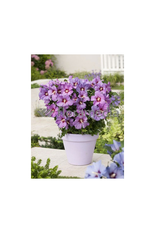 Ketmia syryjska 'Russian Violet' | Hibiscus syriacus