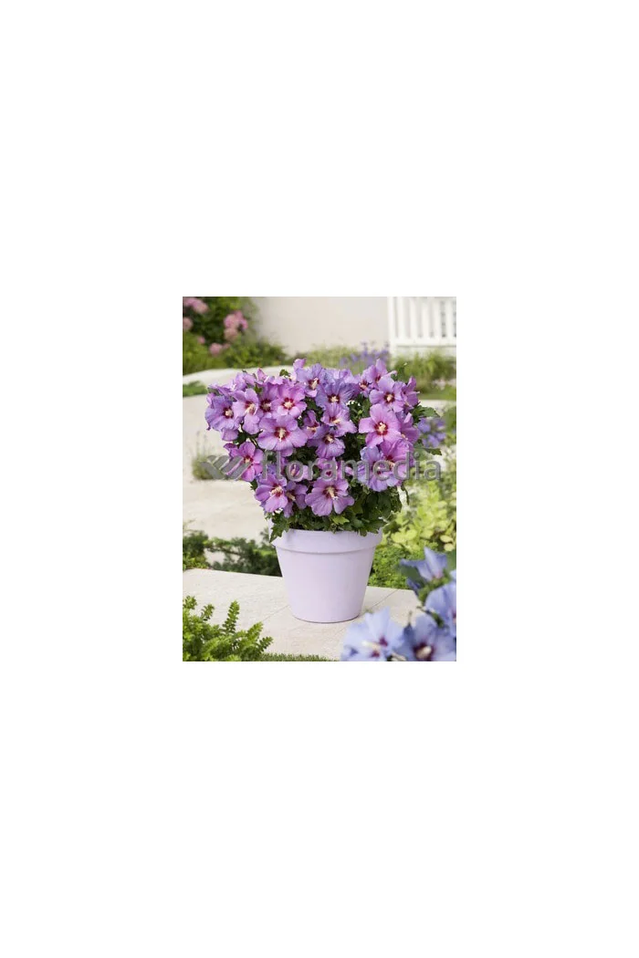 Ketmia syryjska 'Russian Violet' | Hibiscus syriacus