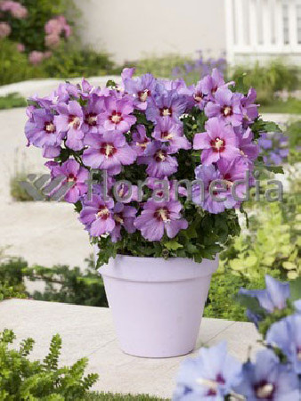 Ketmia syryjska 'Russian Violet' | Hibiscus syriacus